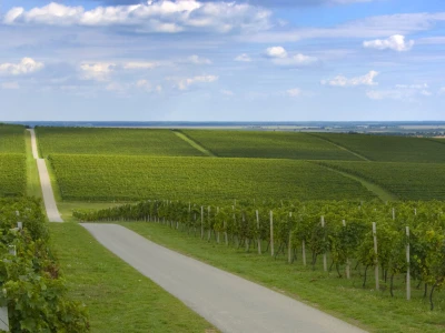 Davor Doko, razgovor s čelnikom Podravke Agri