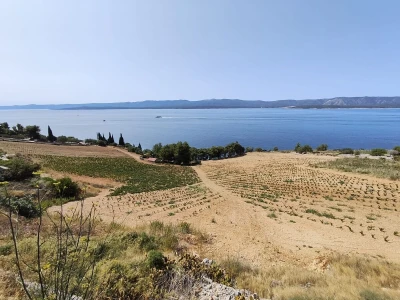 Vinska priča s otoka Brača