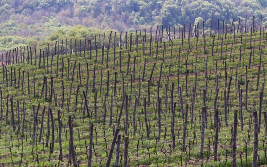 vinarija petrač