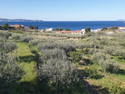 Vis