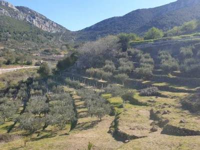 Vis