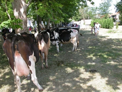 Visokomliječne muzne krave