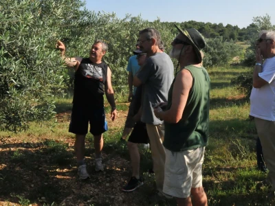 Maslinar Dr. Ivica Vlatković