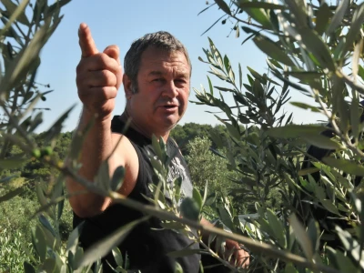 Maslinar Dr. Ivica Vlatković