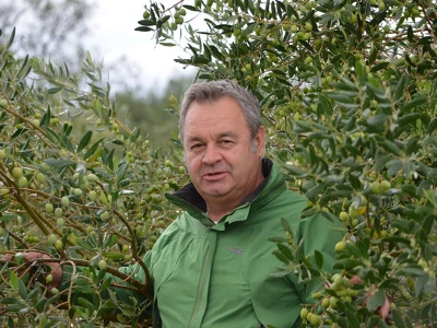 Maslinar Dr. Ivica Vlatković