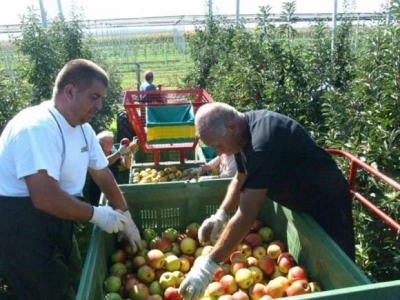 U Hrvatskoj se voćarstvom bave uglavnom stare osobe