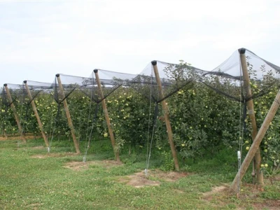Voćnjak Jabuke