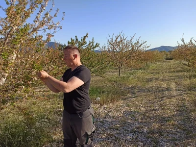 Voćnjak višnje maraske u Šestanovcu