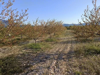 Voćnjak višnje maraske u Šestanovcu