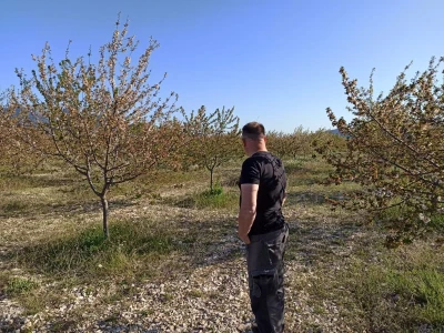 Voćnjak višnje maraske u Šestanovcu