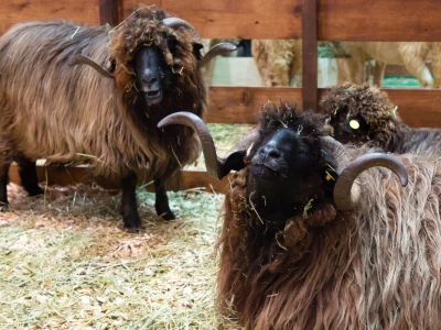Vodeći sajam za animalnu proizvodnju - EuroTier u Hannoveru