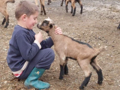 Ljubav prema kozama