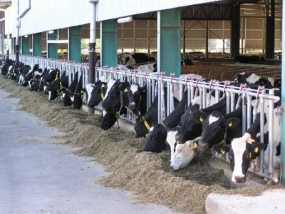 Holstein
