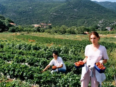 Vrgoračke eko-jagode (Kokorići)