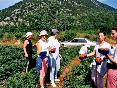 Beračice vrgoračkih jagoda u Kokorićima