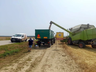 Vršidba i vaganje pokusa BC pšenica u Tomašancima