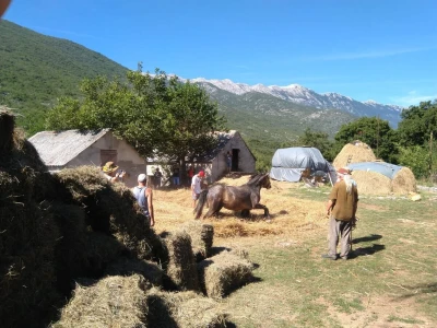 Vršidba u Zagvozdu