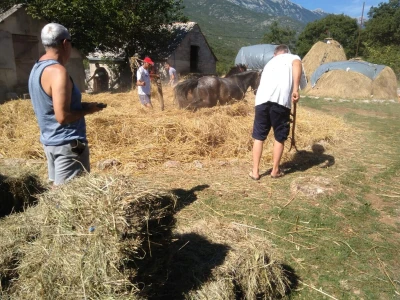 Vršidba u Zagvozdu