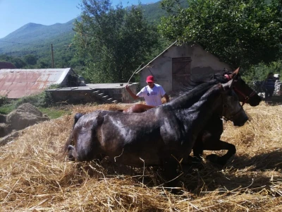Vršidba u Zagvozdu
