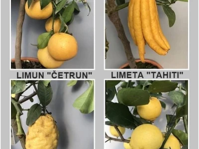 Vrtni centar Drijen