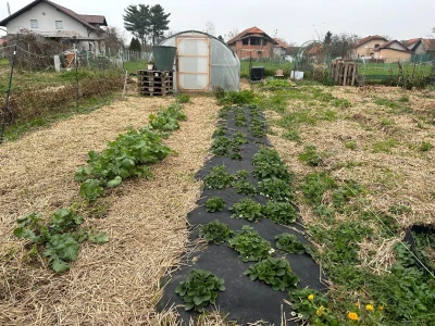 Vrtovi breza