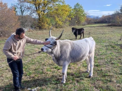 Vukovi u Krušvaru