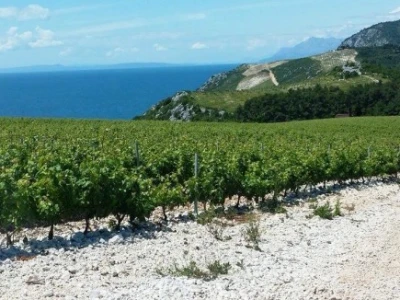 Vinogradi