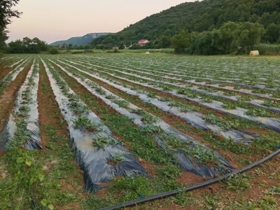 OPG Stojanović