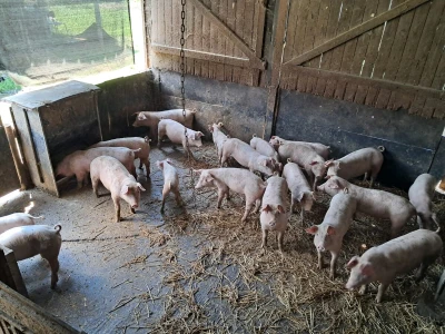 Zalučenje prasadi na OPG-u Damira Rastije