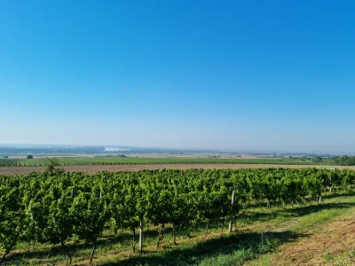Wine & Bike Tour Erdut