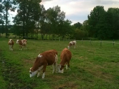Krave na ispaši
