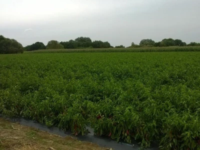 Dan paprike na Šaframovim poljima