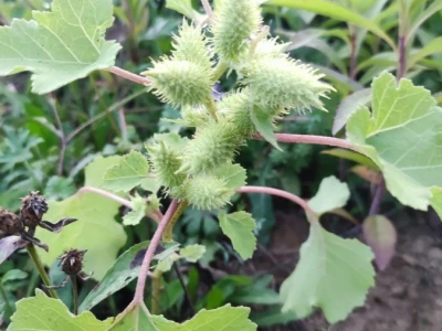 Xanthium strumarium L.  ili obična dikica