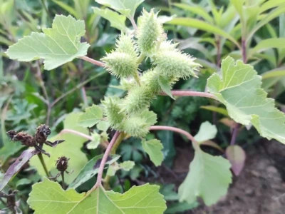 Xanthium strumarium L.  ili obična dikica