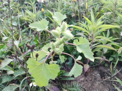 Xanthium strumarium L.  ili obična dikica