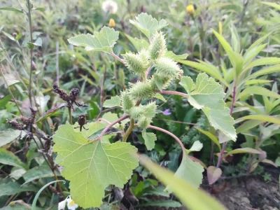 Xanthium strumarium L.  ili obična dikica