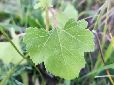 Xanthium strumarium L.  ili obična dikica