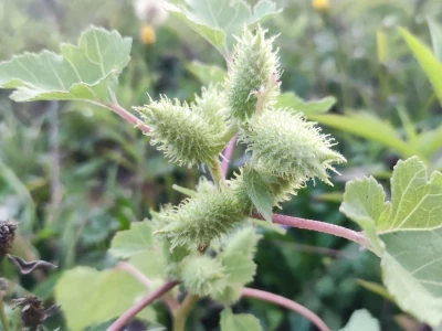 Xanthium strumarium L.  ili obična dikica