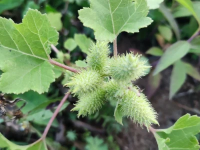 Xanthium strumarium L.  ili obična dikica