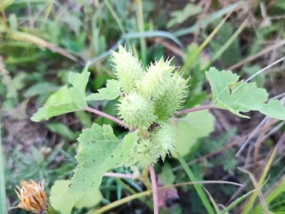 Xanthium strumarium L.  ili obična dikica