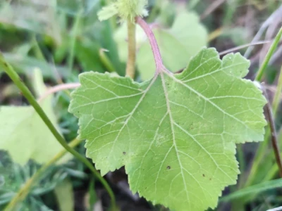 Xanthium strumarium L.  ili obična dikica