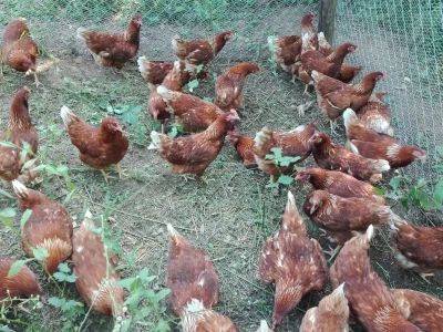 Za kvalitetu jaja važan i miran život kokoši