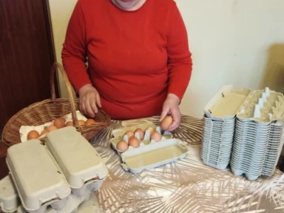 Za kvalitetu jaja važan i miran život kokoši