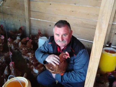 Za kvalitetu jaja važan i miran život kokoši