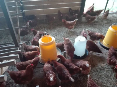Za kvalitetu jaja važan i miran život kokoši