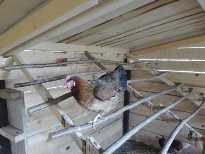Za kvalitetu jaja važan i miran život kokoši