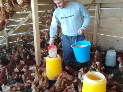 Za kvalitetu jaja važan i miran život kokoši