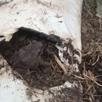 Žabe u plasteniku poželjni gosti