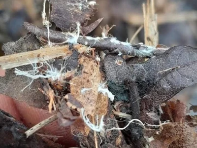 Žabe u plasteniku poželjni gosti
