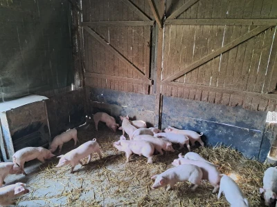 Zalučenje prasadi na OPG-u Damira Rastije